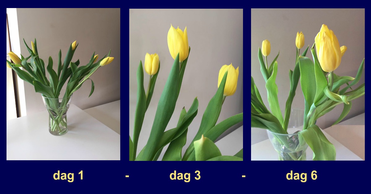 Snijbloemen langer houden